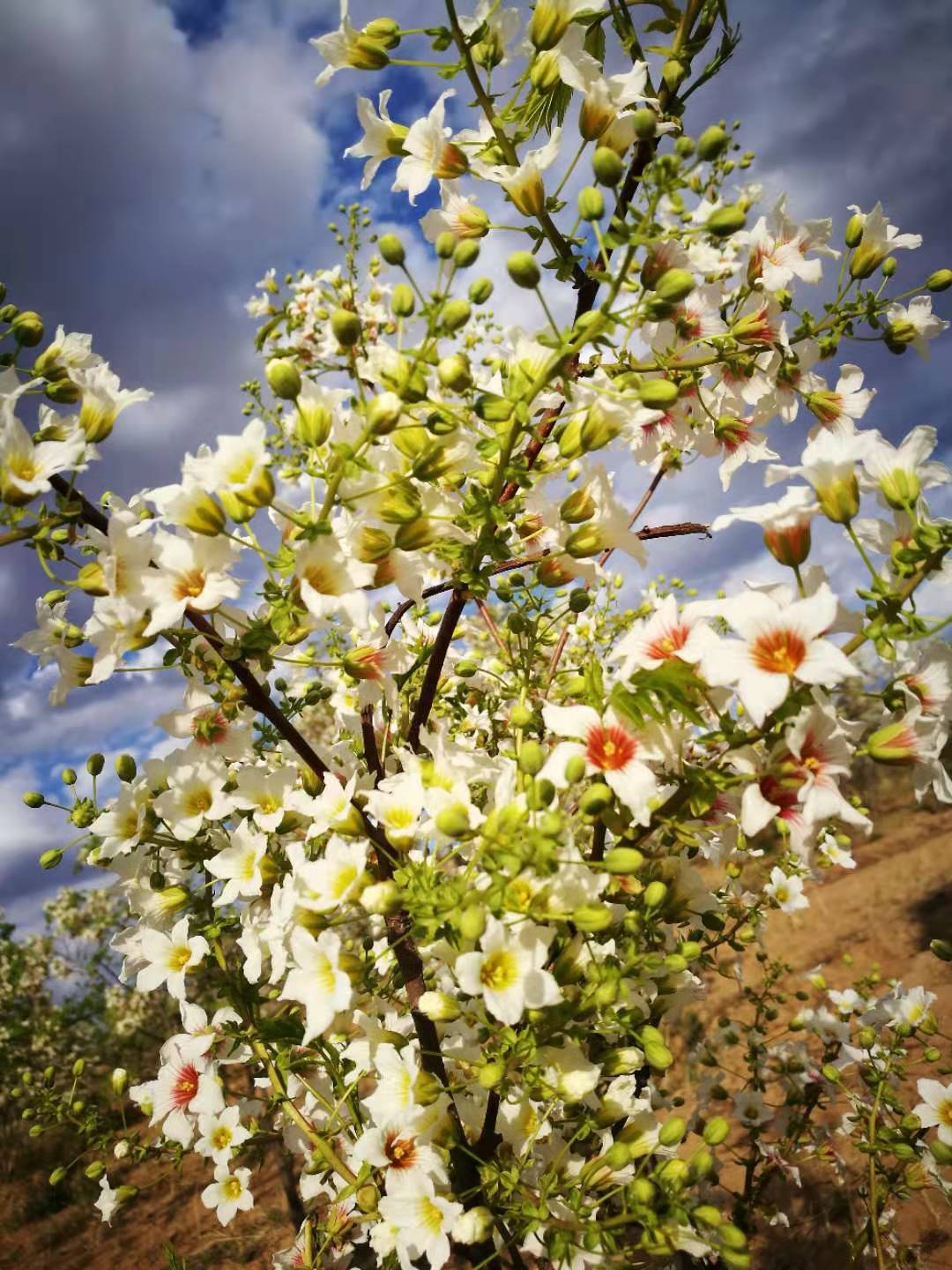 �Ĺڹ��Ĺ�Ч������