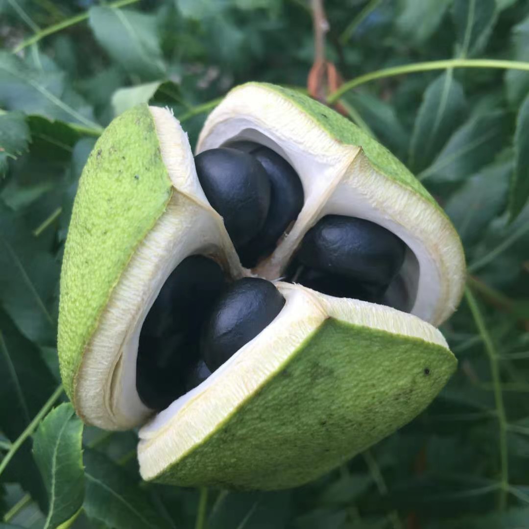 ȫ�����Ǳ�������ũ�����˵ġ�ҡǮ����